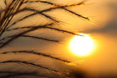 Close-up of stalks against sunset