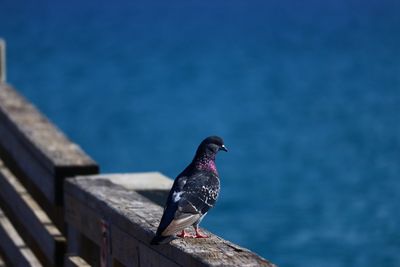 Close-up of bird perching on retaining wall by lake