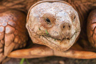 Close-up of a lizard on a field