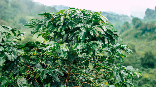 Close-up of fresh green plant against sky