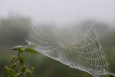 Close-up of spider web