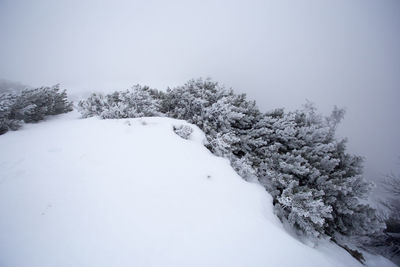 Trees on snow covered landscape against clear sky