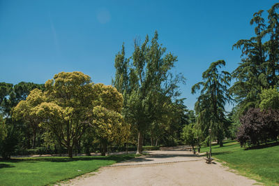 Road amidst trees against clear blue sky