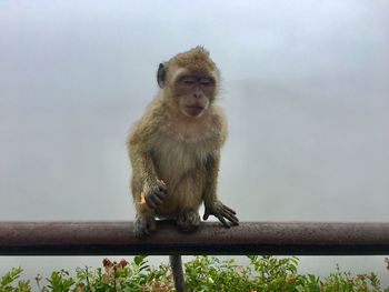 Portrait of monkey sitting on railing