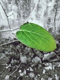 Close-up of fresh green leaf