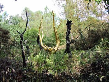 Trees in forest