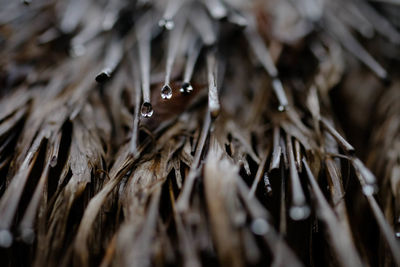 Close-up of water drops on dry leaves