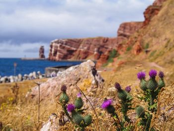 Close-up of flowering plant on rock by sea against sky