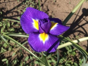 Close-up of purple flowers