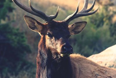 Close-up of moose 