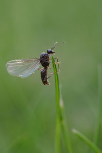 Close-up of insect on leaf