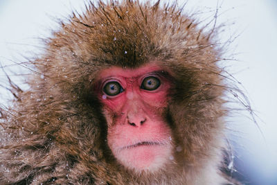 Close-up of monkey