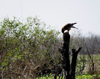 Bird perching on tree trunk against sky