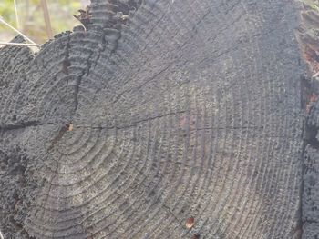 Close-up of tree stump