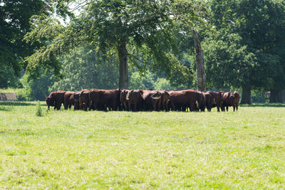 Horses in a field