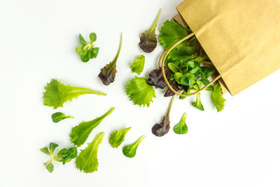 High angle view of leaves against white background