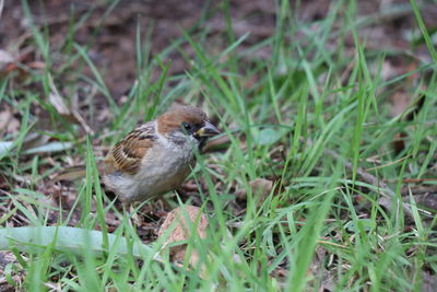 Close-up of bird perching on field