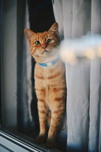 Cat looking through window