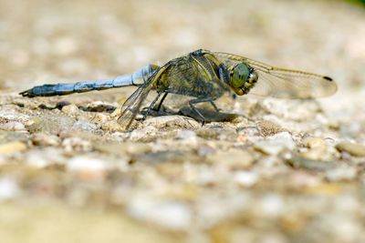 Close-up of insect on rock