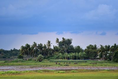 Scenic view of trees on field against sky