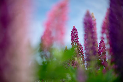 Spring flower, blooming lupine flowers. a field of lupines. sunlight shines on plants in latvia. 