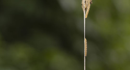 Close-up of bamboo plant