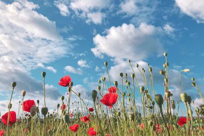 Close-up of red poppy flowers growing on field against sky