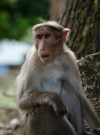Close-up of monkey sitting looking away outdoors