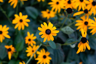 Flower of black-eyed-susan or coneflower. bright yellow flowers of rudbeckia fulgida in the garden