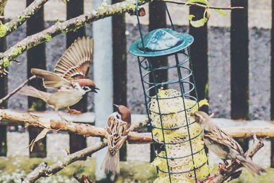 Close-up of bird perching on metal feeder