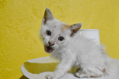 Portrait of white cat