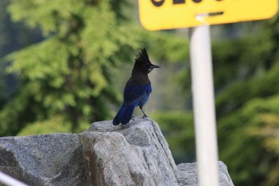 Close-up of bird perching outdoors