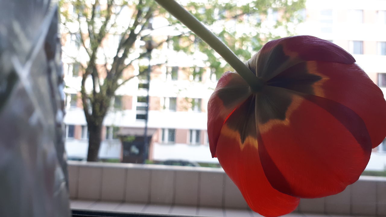 CLOSE-UP OF RED ROSE ON PLANT AGAINST TREES