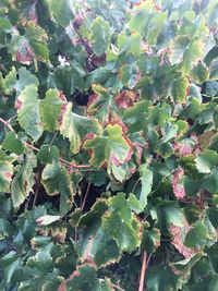 High angle view of succulent plant