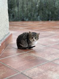 Portrait of cat relaxing on floor