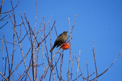 Low angle view of bird perching on branch against blue sky