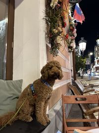 Close-up of dog standing by window