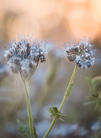 Close-up of wilted flowering plant