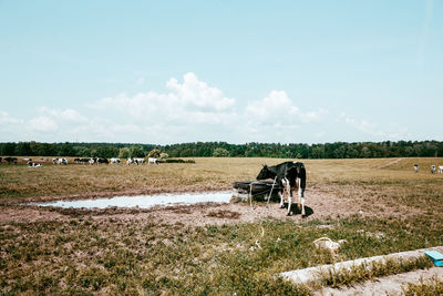 Cows at agricultural field against sky