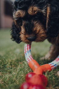 Close up of a cute two month old cockapoo puppy playing with a rubber and rope toy in a garden.