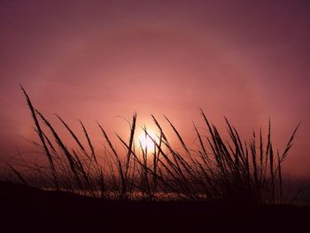 Plants growing on field at sunset