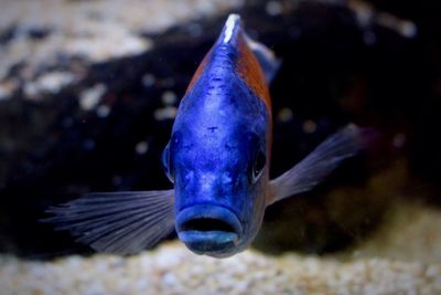 Close-up of fish swimming in aquarium