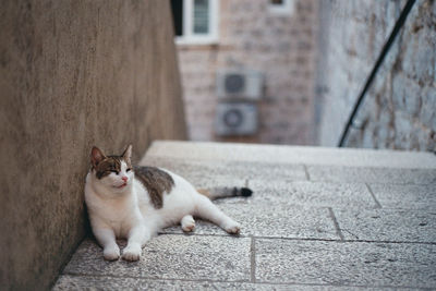 Cat relaxing by wall