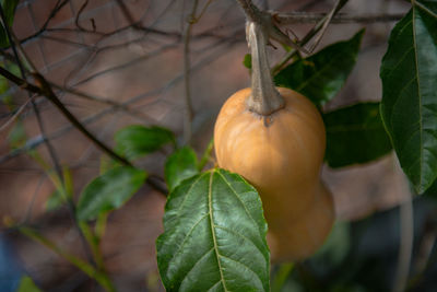 Close-up of fruit growing on tree