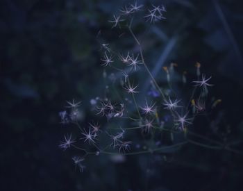 Close-up of dandelion on plant