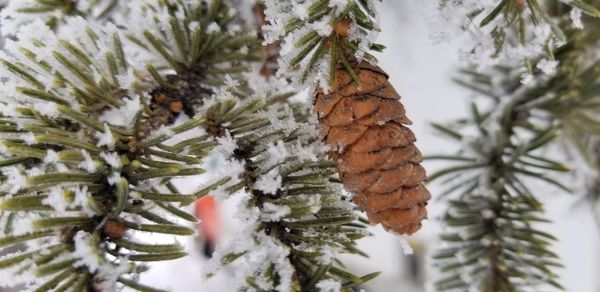 Close-up of pine cone on tree during winter