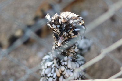 Close-up of a bird