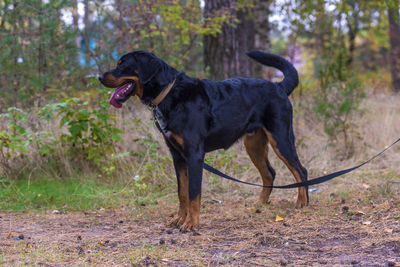 Side view of a dog running on field