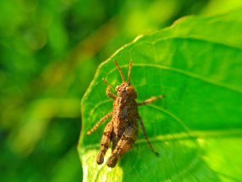 Close-up of insect on leaf