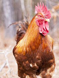 Close-up of rooster